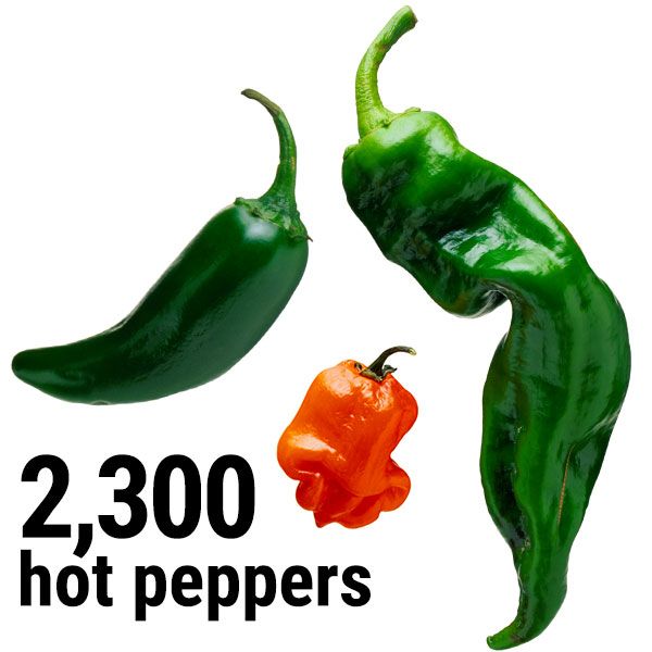 GTC youth grew and harvested 2,300 hot peppers