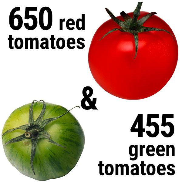 GTC youth grew and harvested 650 red tomatoes and 455 green tomatoes